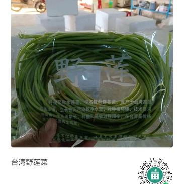 台湾野莲菜