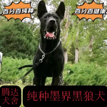 黑狼幼犬纯种黑狼犬墨界黑狼犬看家护院犬牧羊犬