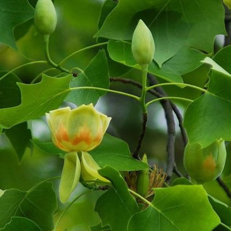 鹅掌楸