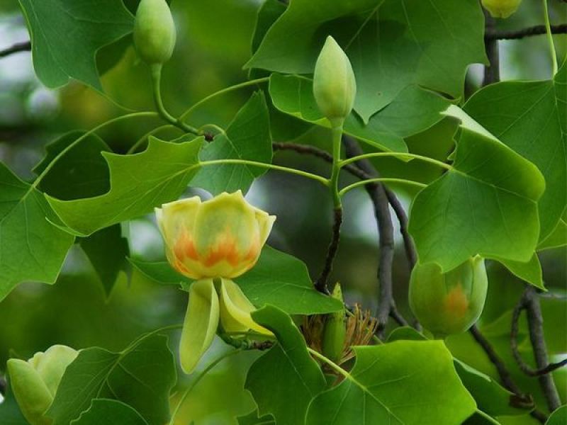 鹅掌楸