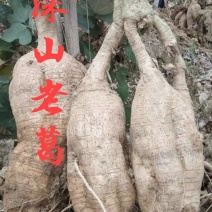 江西深山葛根，有现挖新鲜粉葛柴葛正宗野生葛，货量充足欢迎