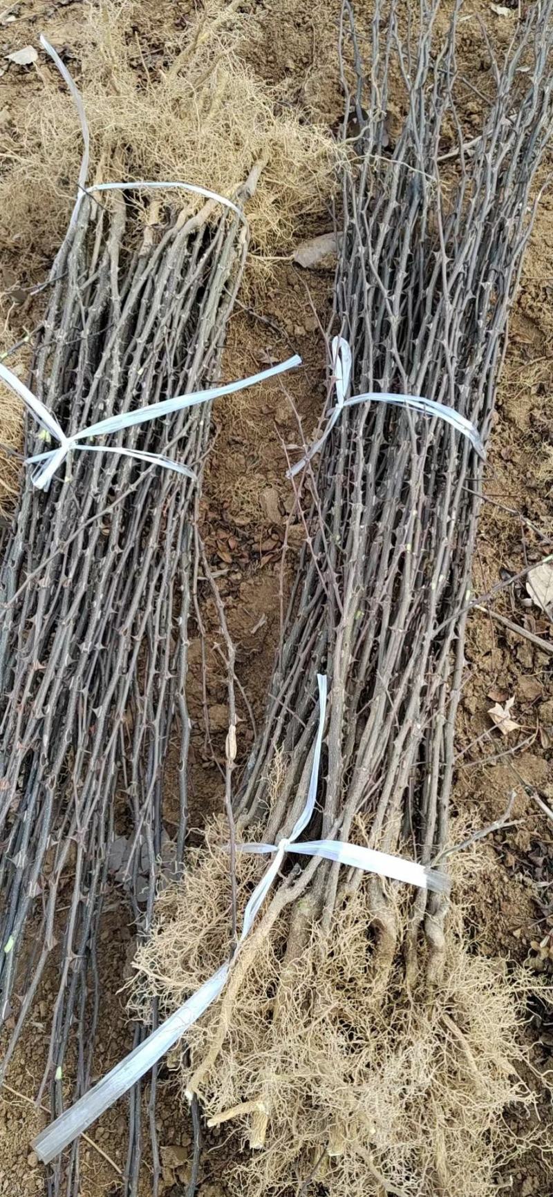 1-3年，大红袍花椒苗，狮子头花椒苗，无刺花椒苗！