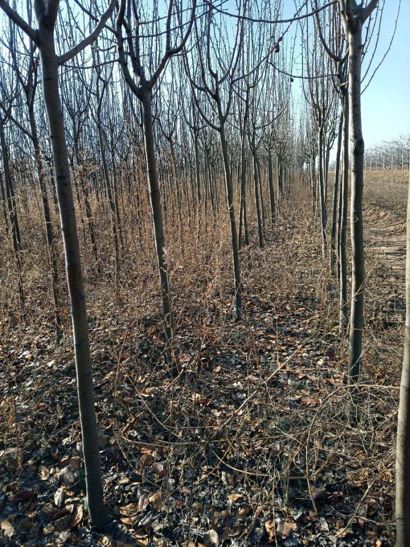 3西府海棠，定植大田苗，土球苗，裸根苗！