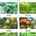 亚磷酸钾，厂销，保花保果营养控旺着色增甜抑菌抗病花芽分化