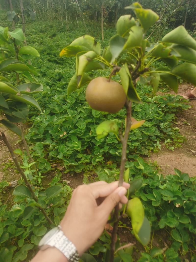 秋月梨树苗基地现起保湿邮寄