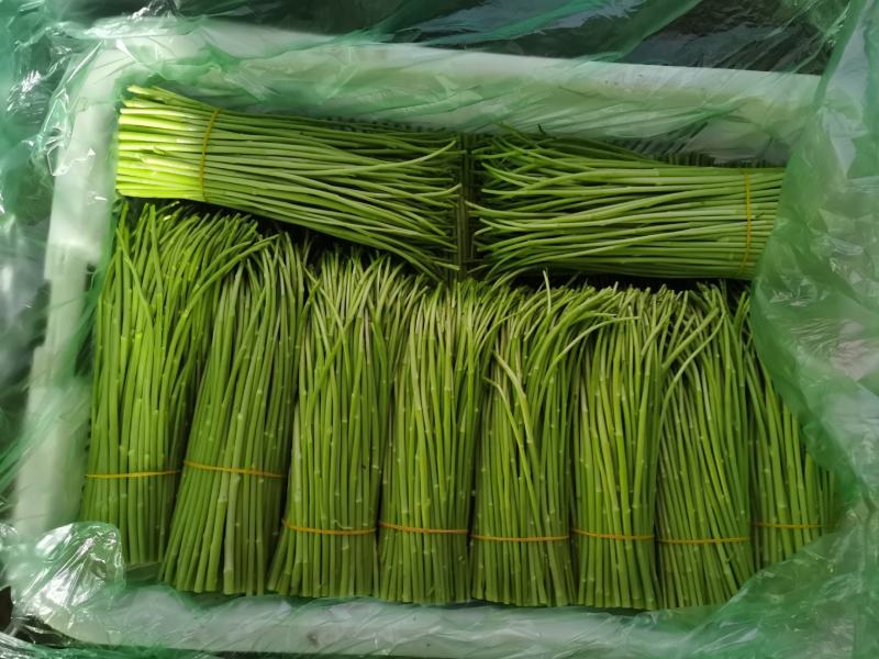 精品芦蒿一手货源产地直发有意向者可联系