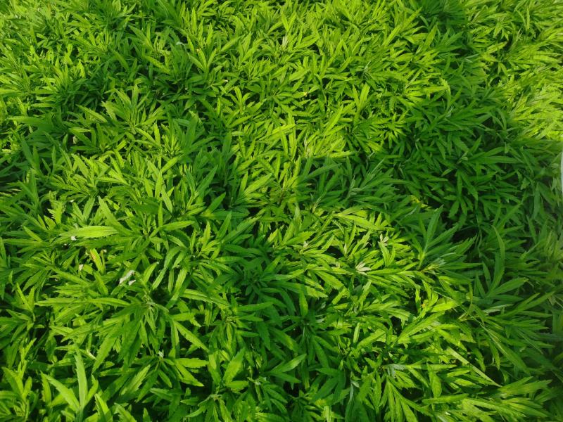 精品芦蒿一手货源产地直发有意向者可联系