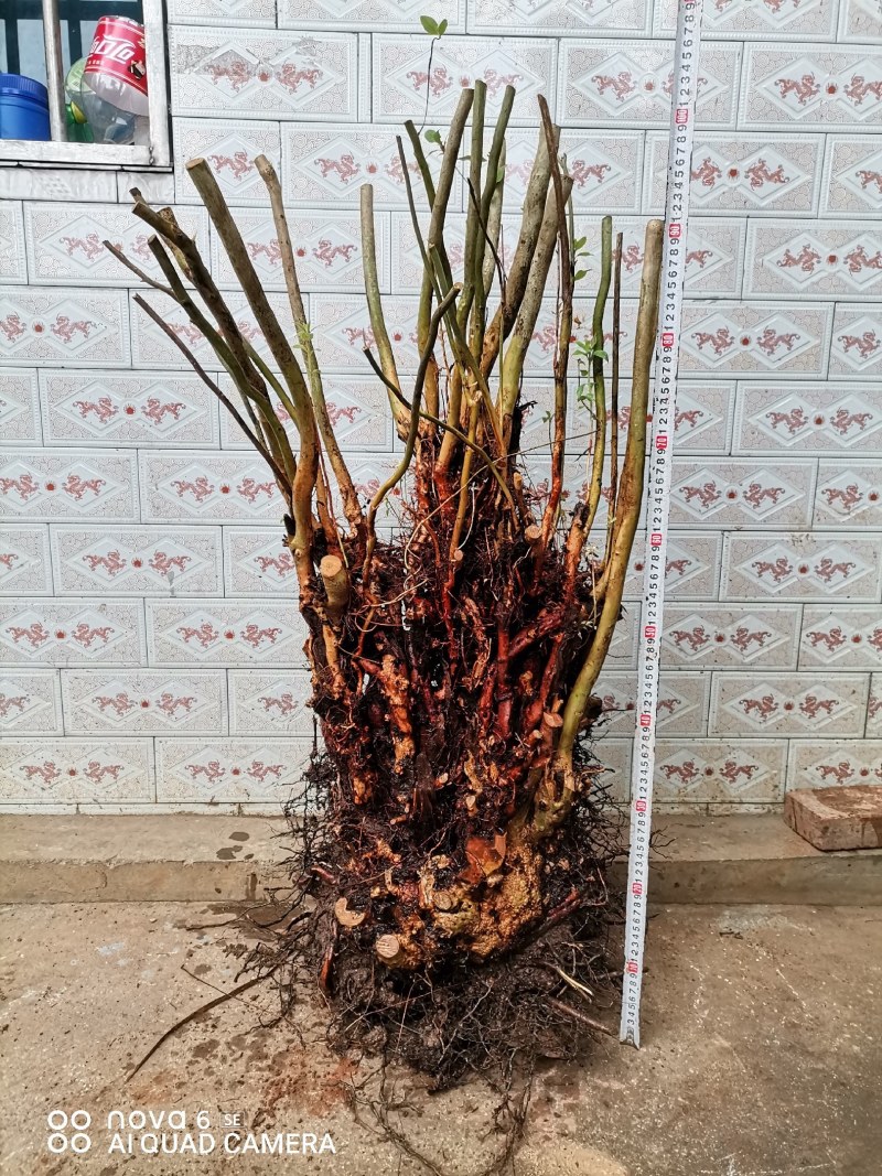 杜鹃花映山红老桩下山桩熟桩大量供应批发零售
