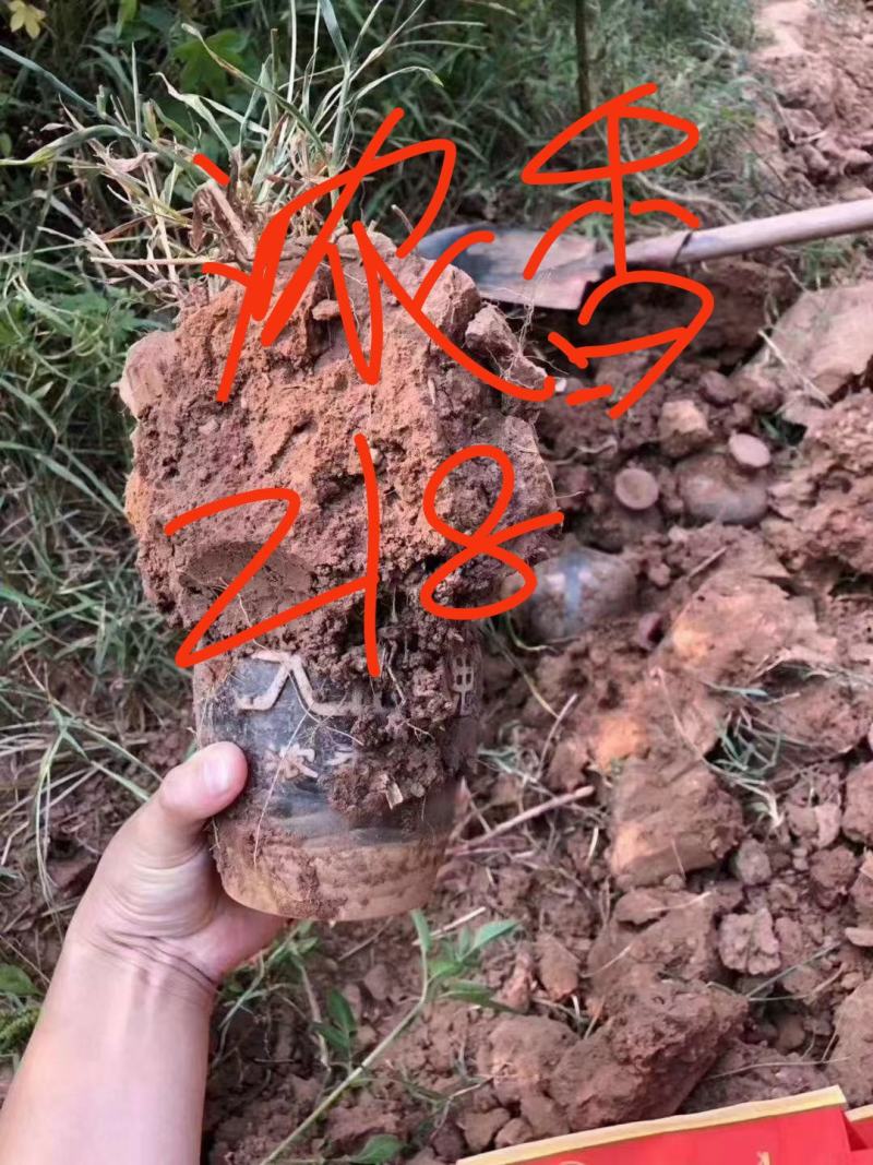 五粮浓香型白酒218泥巴酒大量有货，对接全国市场电商平台