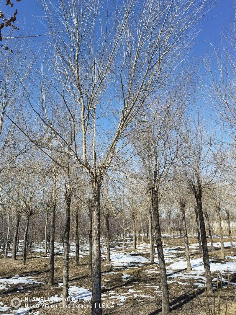 金叶榆基地，自厂自销，主营3到20公分金叶榆