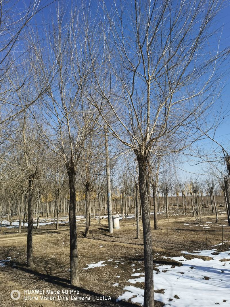 金叶榆基地，自厂自销，主营3到20公分金叶榆