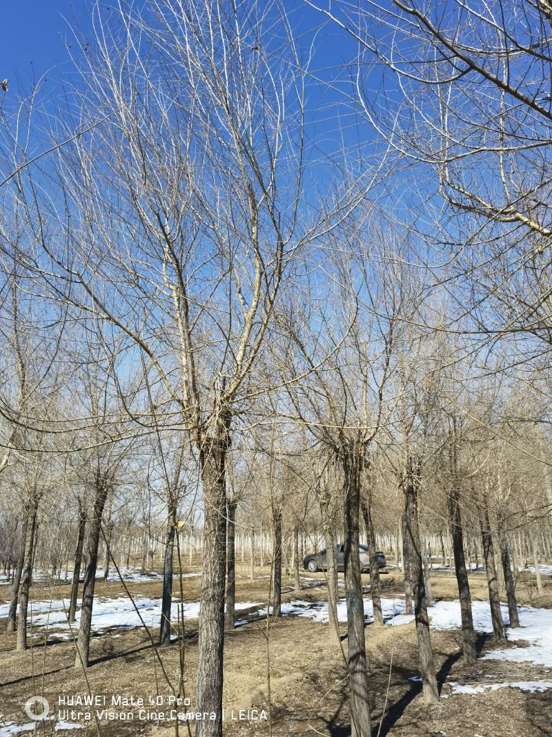 金叶榆基地，自厂自销，主营3到20公分金叶榆