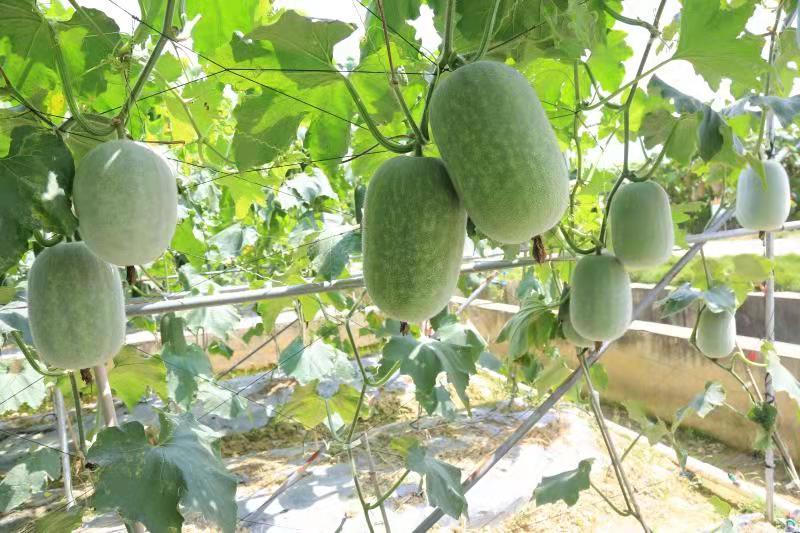 2～3公斤的小型粉皮冬瓜粉小宝冬瓜种子肉质脆甜耐贮运