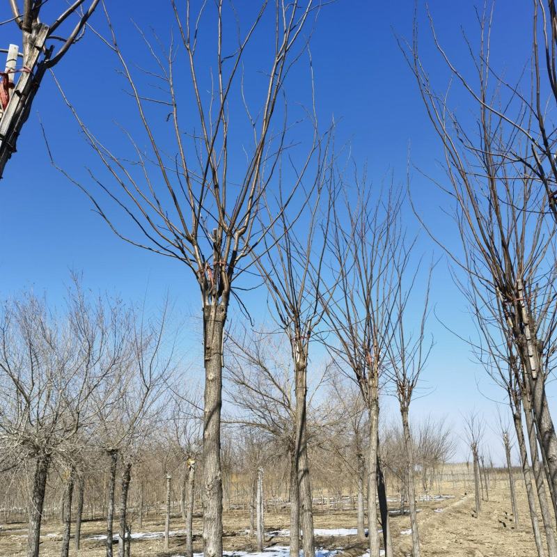 香花槐基地，嫁接香花槐自产自销，主营5到25公分香花槐