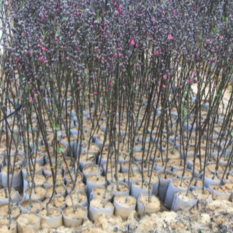 桃花杯苗、水蜜桃、鹰嘴桃、
