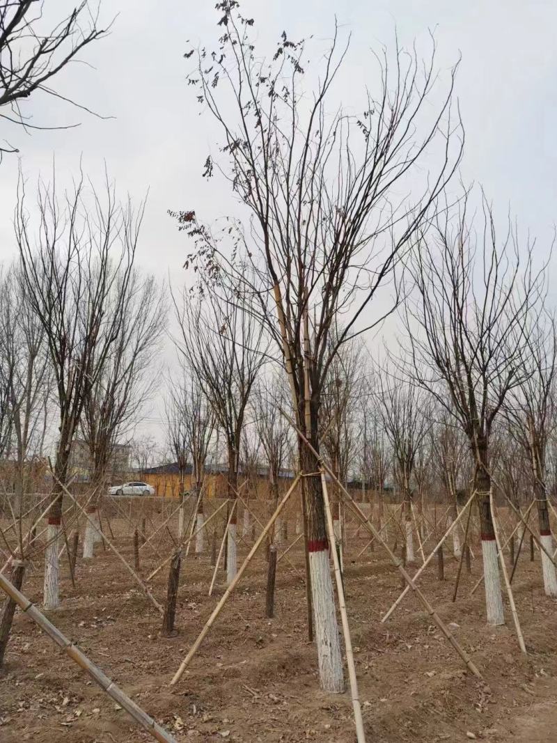 香花槐基地，嫁接香花槐自产自销，主营5到25公分香花槐