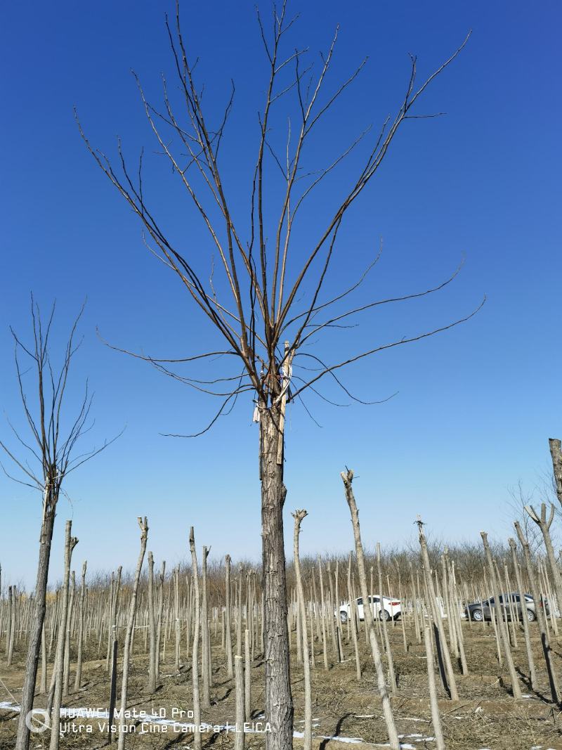 香花槐基地，嫁接香花槐自产自销，主营5到25公分香花槐