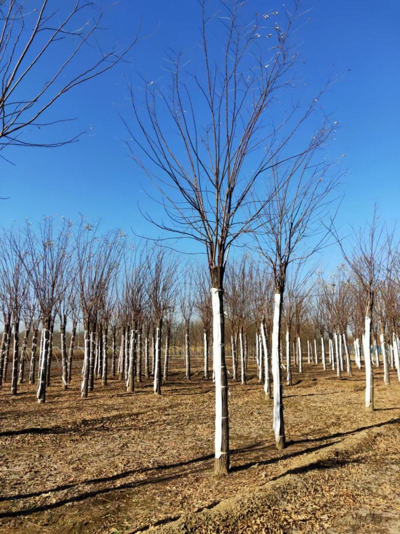 香花槐基地，嫁接香花槐自产自销，主营5到25公分香花槐