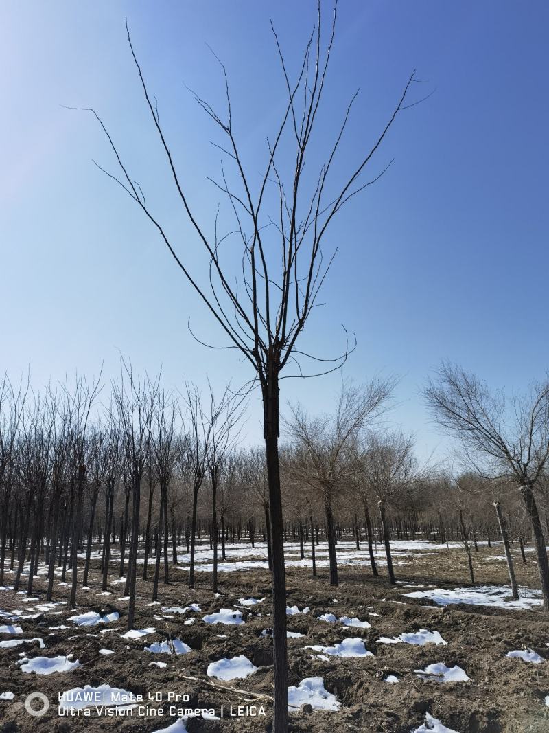 香花槐基地，嫁接香花槐自产自销，主营5到25公分香花槐