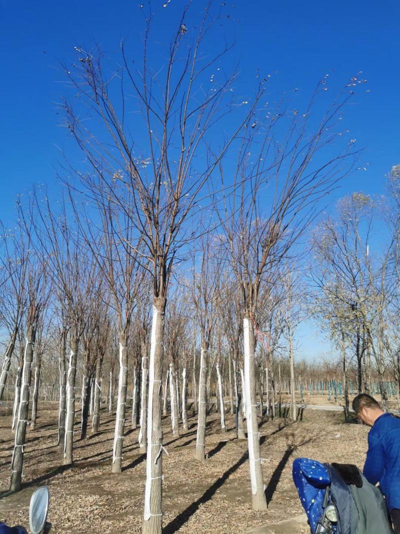 香花槐基地，嫁接香花槐自产自销，主营5到25公分香花槐