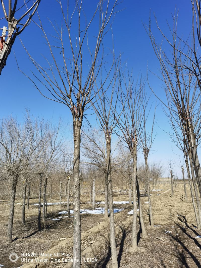 香花槐基地，嫁接香花槐自产自销，主营5到25公分香花槐