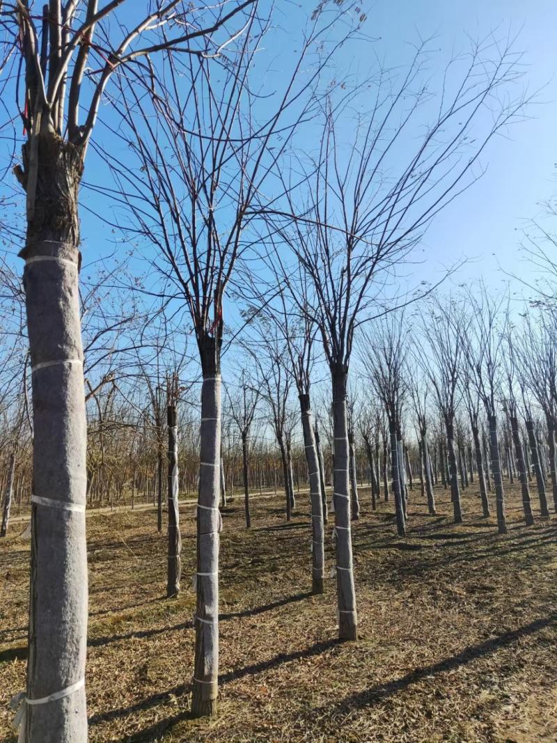 香花槐基地，嫁接香花槐自产自销，主营5到25公分香花槐