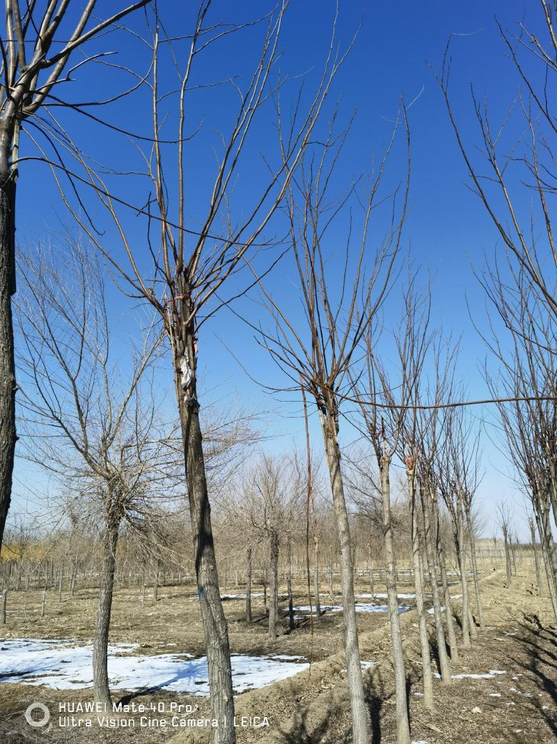 香花槐基地，嫁接香花槐自产自销，主营5到25公分香花槐