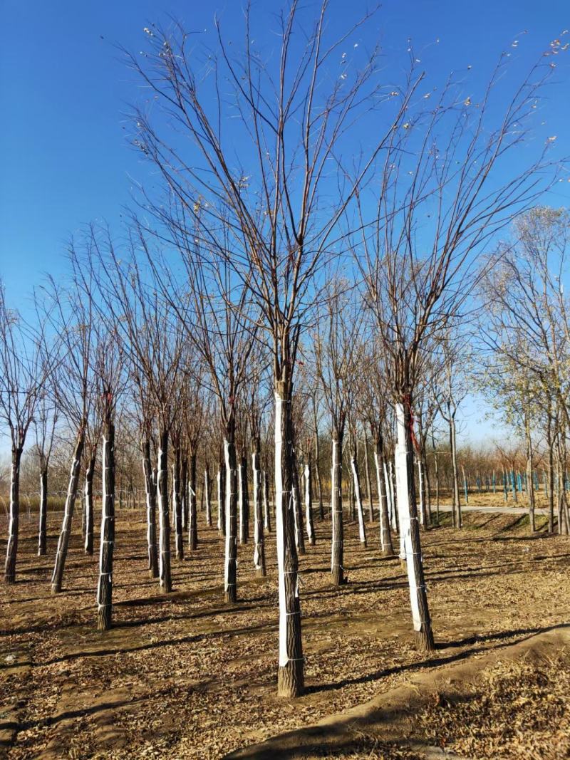 香花槐基地，嫁接香花槐自产自销，主营5到25公分香花槐