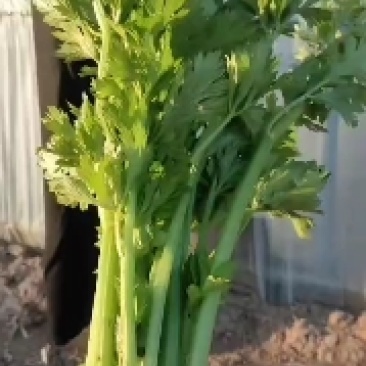 西芹大量供应中，价格便宜，产地直发，质量有保证，欢迎老板