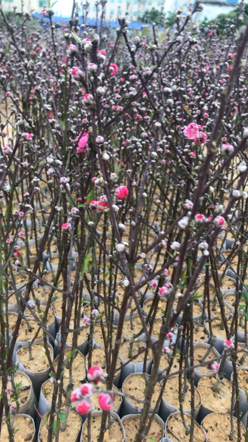 桃花杯苗、水蜜桃、鹰嘴桃、