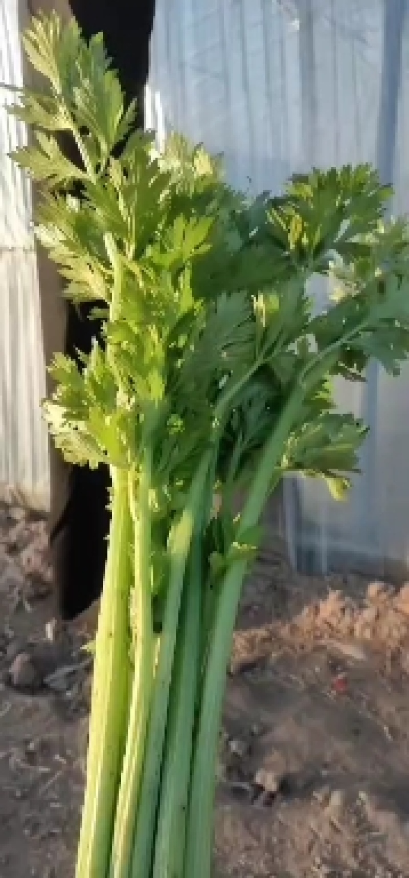 西芹大量供应中，价格便宜，产地直发，质量有保证，欢迎老板