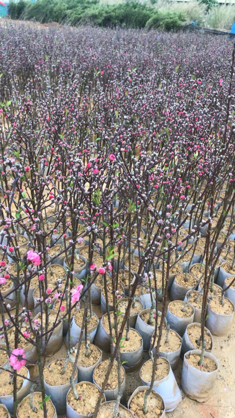 桃花杯苗、水蜜桃、鹰嘴桃、