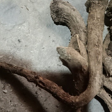 种植专业基地木香