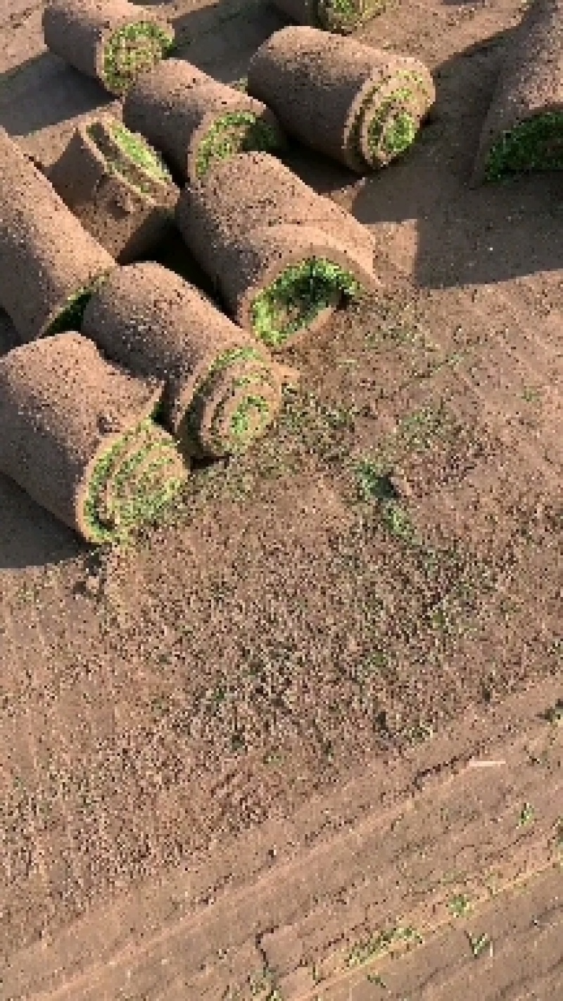 剪顾颖草坪，早熟禾，高羊茅，草坪草，四季青，万亩基地直供