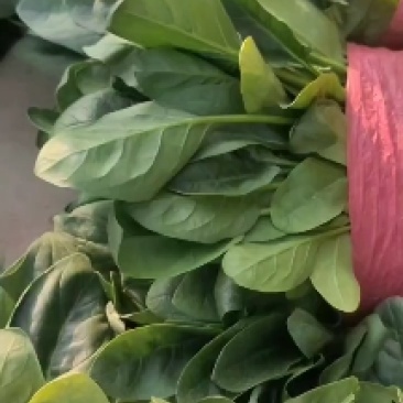 万亩菠菜大量供应，长期有货，价格便宜，欢迎老板订购