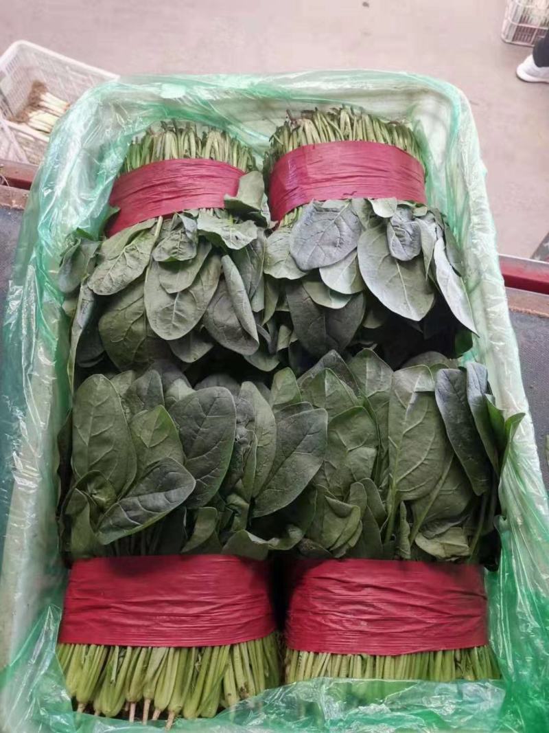万亩菠菜大量供应，长期有货，价格便宜，欢迎老板订购