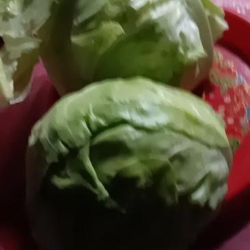 新鲜现摘现发的农家牛心包菜，质量好8一9斤一件包邮。