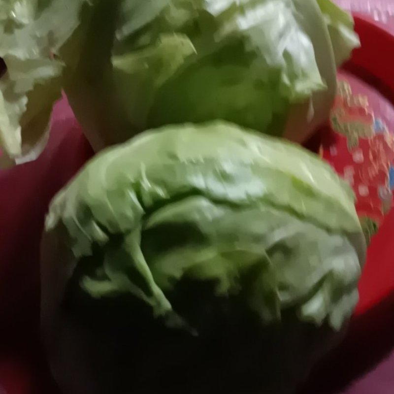 新鲜现摘现发的农家牛心包菜，质量好8一9斤一件包邮。