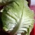新鲜现摘现发的农家牛心包菜，质量好8一9斤一件包邮。
