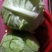 新鲜现摘现发的农家牛心包菜，质量好8一9斤一件包邮。