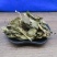 斑叶兰,银线莲,一手货源,产地直供道地药材,品种保证