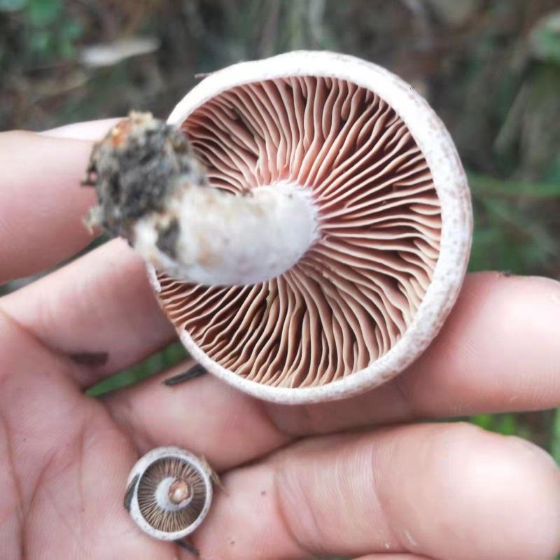 枞树菌，枞树菌