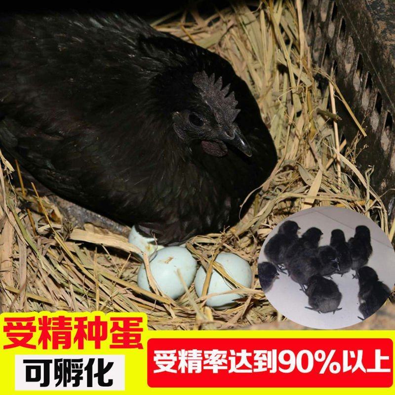 五黑鸡种蛋各种种蛋出售家禽种蛋全部都有教孵化