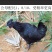 五黑鸡种蛋各种种蛋出售家禽种蛋全部都有教孵化