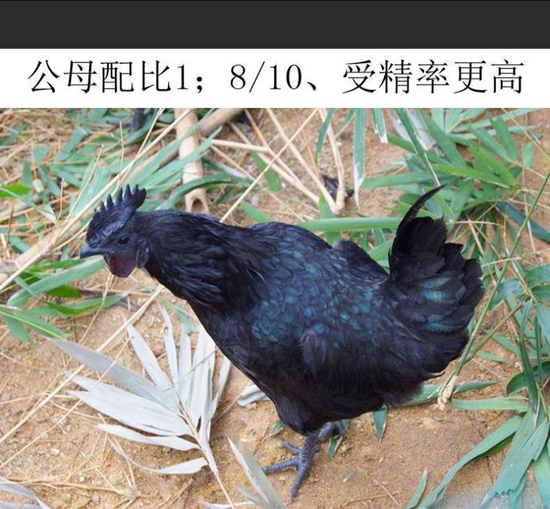 五黑鸡种蛋各种种蛋出售家禽种蛋全部都有教孵化