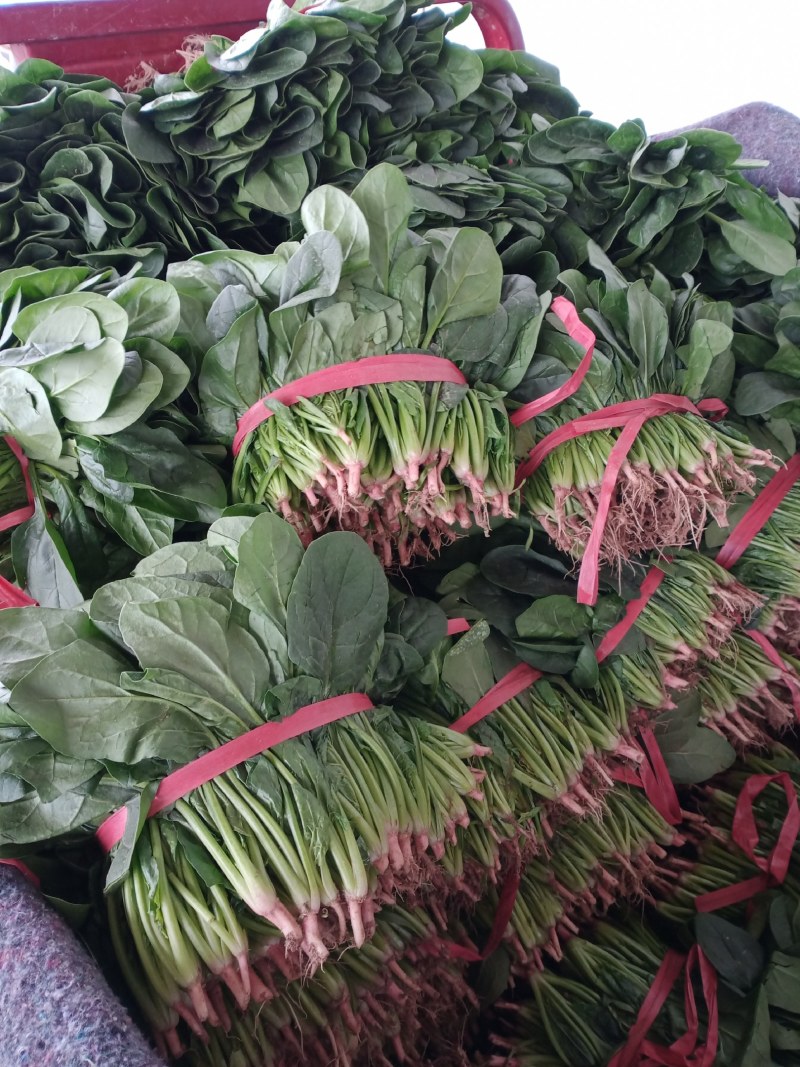凌海精品菠菜五月初上市有菠菜质量好全国畅销手工干净不超高