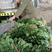凌海精品菠菜五月初上市有菠菜质量好全国畅销手工干净不超高