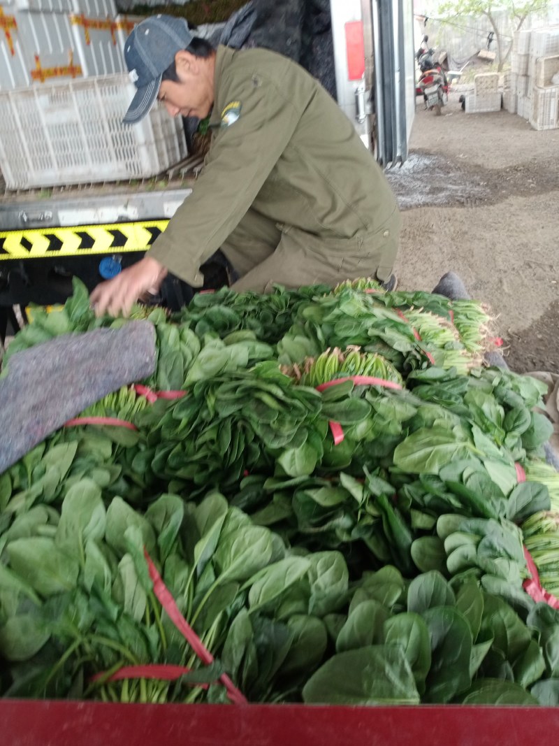 凌海精品菠菜五月初上市有菠菜质量好全国畅销手工干净不超高