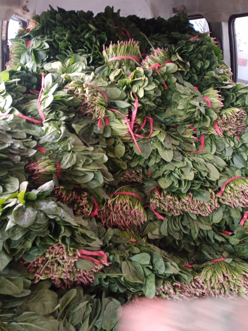 凌海精品菠菜五月初上市有菠菜质量好全国畅销手工干净不超高