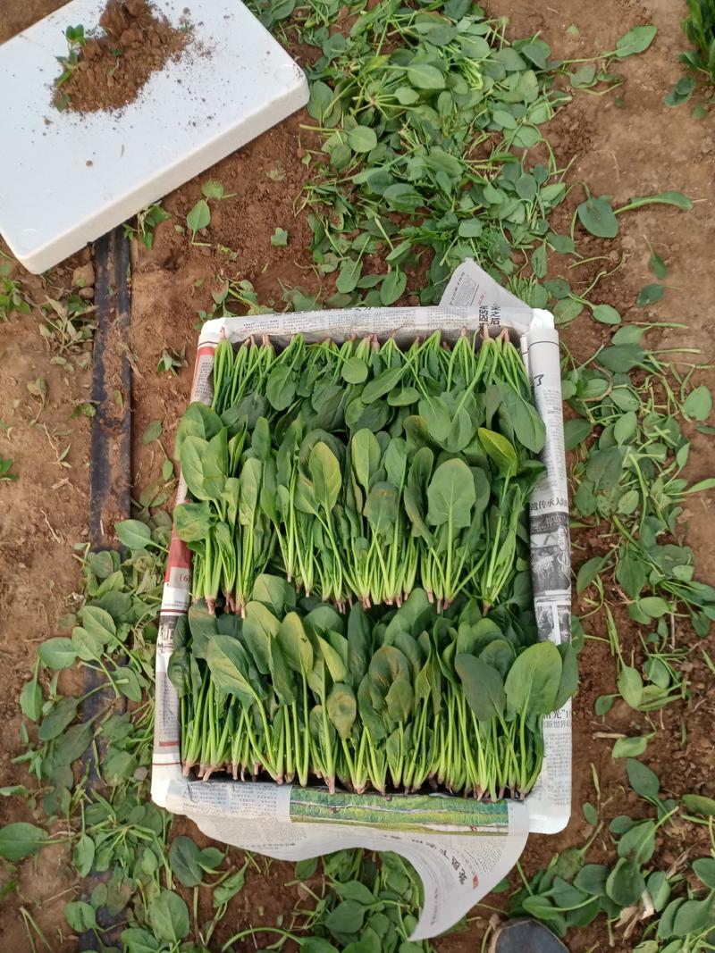 凌海精品菠菜五月初上市有菠菜质量好全国畅销手工干净不超高